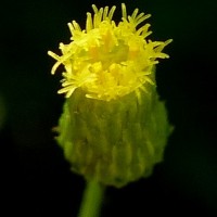 Pluchea paniculata (Willd.) Karthik. & Moorthy